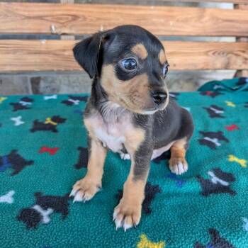 RASCAL -  Chihuahua and Terrier Dog for Adoption in Chico, California - RASCAL | PetCurious