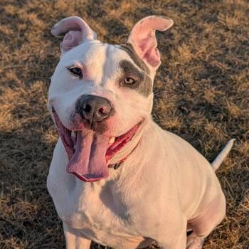 Pit Bull Terrier Dogs Available for Adoption - Elmer Fudd (Zeus) | PetCurious