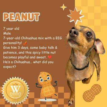Peanut -  Chihuahua and Dachshund Dog for Adoption in Watauga, Texas - Peanut | PetCurious