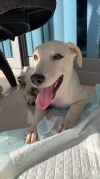 Marshmallow -  Labrador Retriever and Whippet Dog for Adoption in Ramona, California - Marshmallow | PetCurious