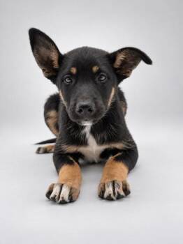 Trigger -  Rottweiler and Shepherd Dog for Adoption in Bowling Green, Kentucky - Trigger | PetCurious
