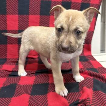 German Shepherd Dog and Rottweiler Dogs Available for Adoption - Marigold | PetCurious