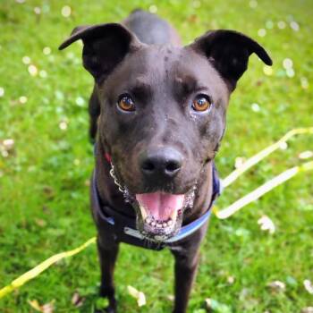 Angus (Gus) -  Mixed Breed Dog for Adoption in Ashtabula, Ohio - Angus (Gus) | PetCurious