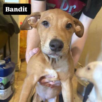 Rescue Yellow Labrador Retriever and Pit Bull Terrier Dogs for Adoption in Phoenix, Arizona - Bandit | PetCurious