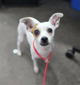 Mixed Breed Dogs Available for Adoption in Dallas, Texas - GISELA | PetCurious