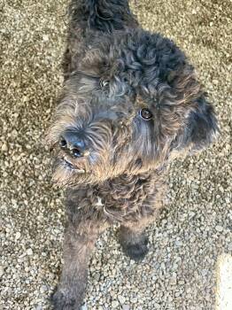 Dudey -  Poodle Dog for Adoption in Lacon, Illinois - Dudey | PetCurious
