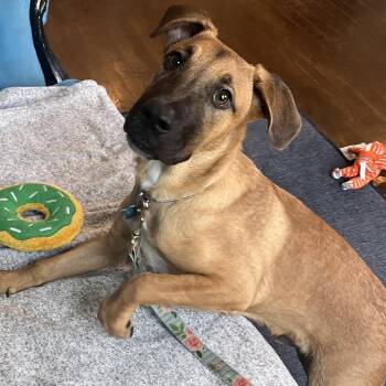 Metal -  Catahoula Leopard Dog and Mixed Breed Dog for Adoption in La Grange, Kentucky - Metal | PetCurious