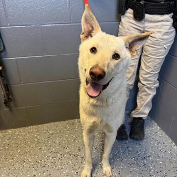 Shepherd and Mixed Breed Dogs Available for Adoption in Tuscaloosa, Alabama - TUSC-Stray-84571 | PetCurious