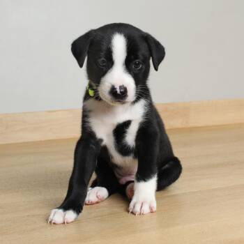 Tucker D69903 -  Terrier and Siberian Husky Dog for Adoption in Minnetonka, Minnesota - Tucker D69903 | PetCurious