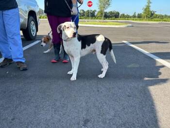 RIVET -  Pit Bull Terrier and Mixed Breed Dog for Adoption in Ocala, Florida - RIVET | PetCurious