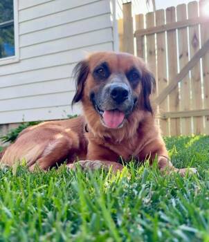 Alani (26-106 D) -  Mixed Breed Dog for Adoption in Lansing, Michigan - Alani (26-106 D) | PetCurious