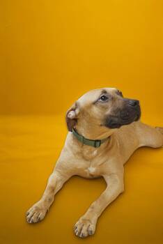 Rescue Pit Bull Terrier Dogs for Adoption in Burlington, New Jersey - Zeke | PetCurious