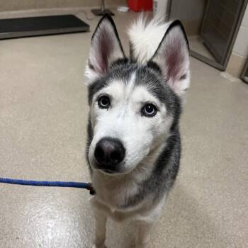 Husky Dogs Available for Adoption - Runa: I