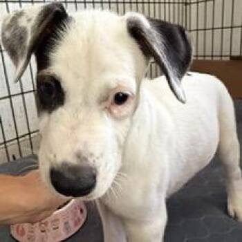 Mark -  Mixed Breed Dog for Adoption in Jupiter, Florida - Mark | PetCurious