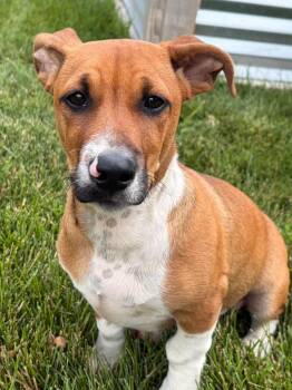 Duke -  Basset Hound and Terrier Dog for Adoption in Johnston, Iowa - Duke | PetCurious