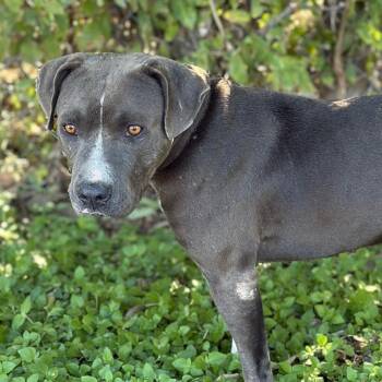 BLUE BOY 26-10-029 -  Pit Bull Terrier Dog for Adoption in Bastrop, Texas - BLUE BOY 26-10-029 | PetCurious