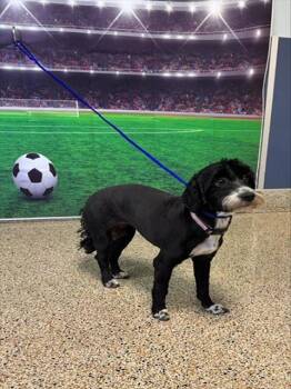 MOANA -  Poodle Dog for Adoption in Doral, Florida - MOANA | PetCurious