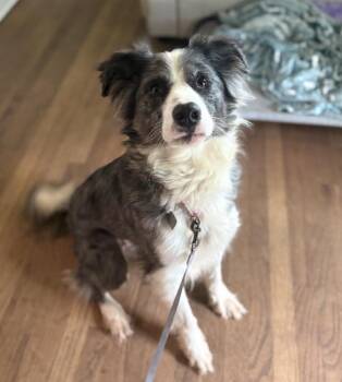 Australian Shepherd Dogs Available for Adoption in Scottsburg, Indiana - Gemini | PetCurious