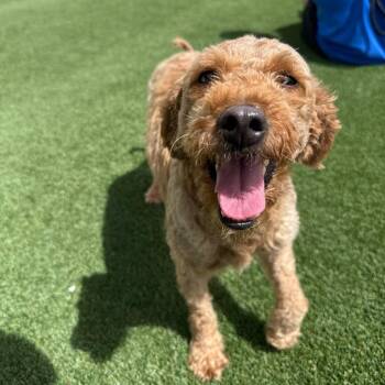 Shawtie Mae 2308 + 7879 -  Golden Retriever and Poodle Dog for Adoption in Loxahatchee Groves, Florida - Shawtie Mae 2308 + 7879 | PetCurious