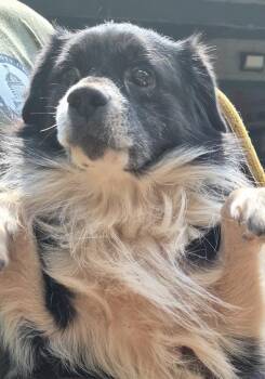 Cb-04 Monster -  Australian Shepherd and Terrier Dog for Adoption in Lawrenceville, Georgia - Cb-04 Monster | PetCurious