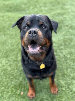 BENTLEY -  Rottweiler Dog for Adoption in San Francisco, California - BENTLEY | PetCurious