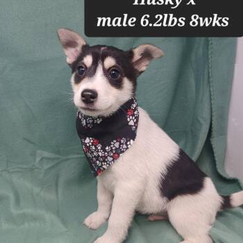 Husky Dogs Available for Adoption - Ghirardelli | PetCurious