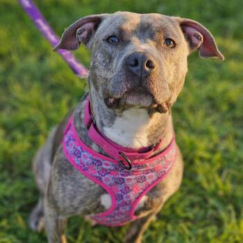 Rescue American Staffordshire Terrier and Pit Bull Terrier Dogs for Adoption in Farmington, Minnesota - Peg | PetCurious