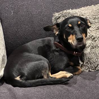 Dachshund and Terrier Dogs Available for Adoption in Toronto, Ontario - Tangi | PetCurious
