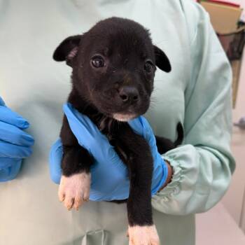 Elly -  Mixed Breed Dog for Adoption in Auburn, Alabama - Elly | PetCurious