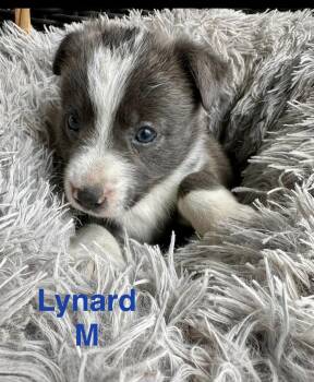 Terrier Dogs Available for Adoption in Ocean Township, New Jersey - Lynard | PetCurious