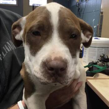 Rescue Mastiff Dogs for Adoption in Abilene, Texas - Bandit | PetCurious