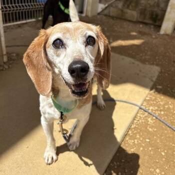 Mixed Breed Dogs Available for Adoption in Bentonville, Arkansas - Iggy | PetCurious