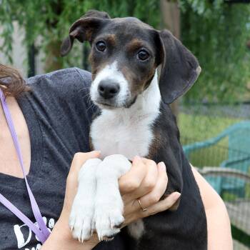 Star -  Beagle and Hound Dog for Adoption in Harrison, New York - Star | PetCurious