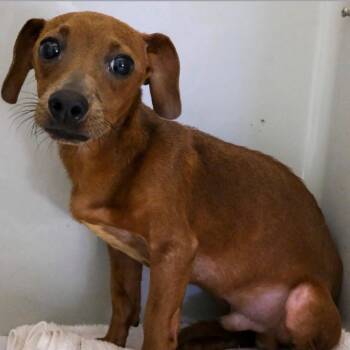 Koa -  Dachshund and Mixed Breed Dog for Adoption in Baton Rouge, Louisiana - Koa | PetCurious