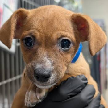 Chihuahua and Mixed Breed Dogs Available for Adoption - Corn Nut | PetCurious