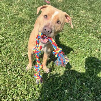 Rescue Pit Bull Terrier Dogs for Adoption in Jefferson, Louisiana - Bitsy | PetCurious