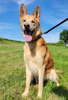 Draco -  German Shepherd Dog and Siberian Husky Dog for Adoption in Lisbon, Ohio - Draco | PetCurious