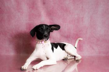Zoey - 15lbs. -  Rat Terrier and Terrier Dog for Adoption in Tuscaloosa, Alabama - Zoey - 15lbs. | PetCurious