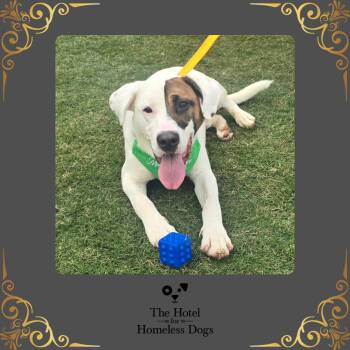 Labrador Retriever and Terrier Dogs Available for Adoption in Cumberland, Rhode Island - Spade | PetCurious