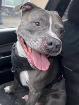 Rescue Pit Bull Terrier Dogs for Adoption in Saint Clairsville, Ohio - Ruckus | PetCurious