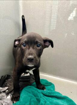 Pippa -  Mixed Breed Dog for Adoption in New Bern, North Carolina - Pippa | PetCurious