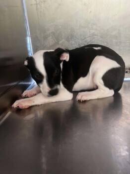 Rescue Terrier and Mixed Breed Dogs for Adoption in Longview, Texas - Wobbles | PetCurious