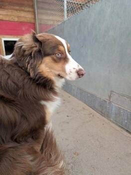 Australian Shepherd Dogs Available for Adoption - Moose | PetCurious