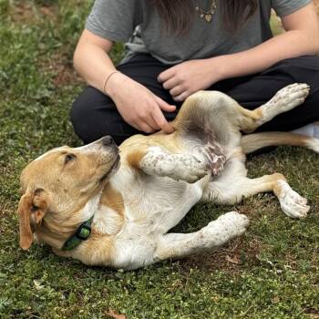 Labrador Retriever Dogs Available for Adoption - Bumblebee | PetCurious
