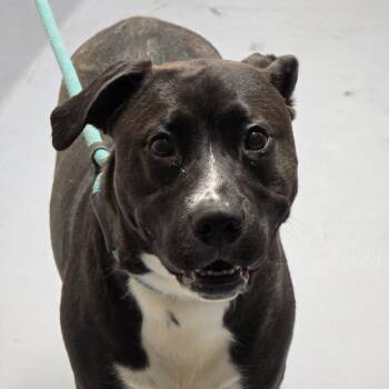 Hazel -  Black Labrador Retriever and Mixed Breed Dog for Adoption in Concord, North Carolina - Hazel | PetCurious
