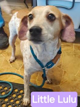 Lulu -  Beagle and Hound Dog for Adoption in Mena, Arkansas - Lulu | PetCurious