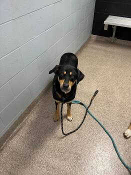 Muffin -  Mixed Breed Dog for Adoption in Troy, Ohio - Muffin | PetCurious