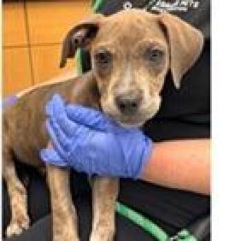 Calypso -  Terrier Dog for Adoption in Tampa, Florida - Calypso | PetCurious