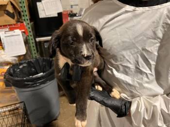 SHORTS -  Pit Bull Terrier and Mixed Breed Dog for Adoption in Colorado Springs, Colorado - SHORTS | PetCurious