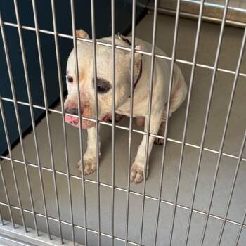 Casanova -  Mixed Breed Dog for Adoption in Greenville, South Carolina - Casanova | PetCurious